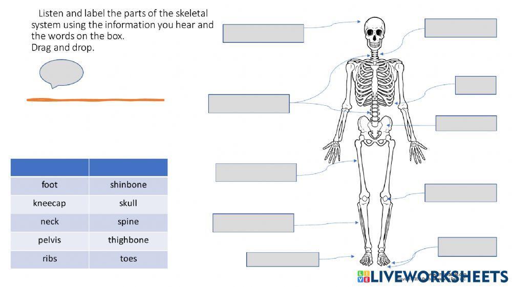 The body's Systems.