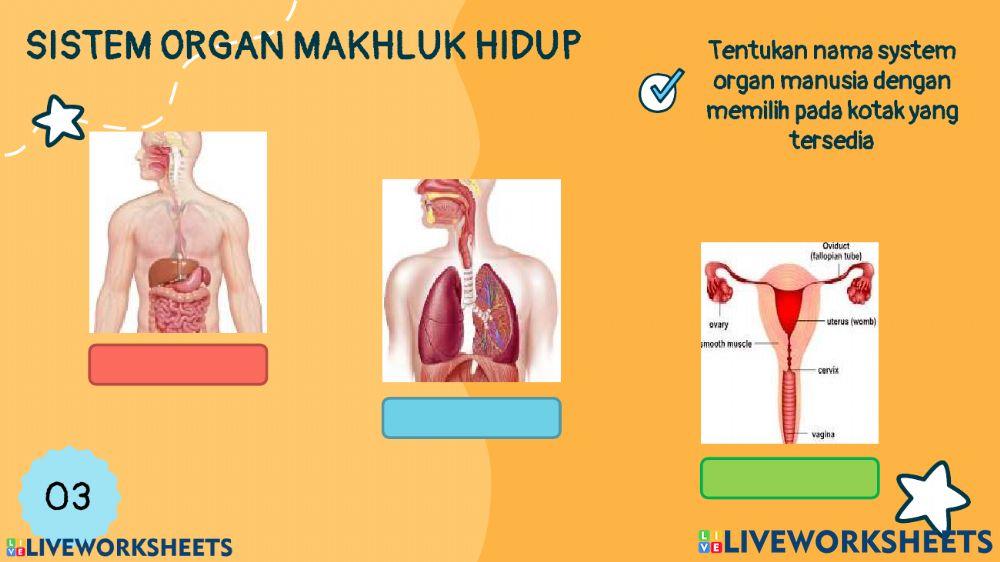 Evaluasi sistem organ