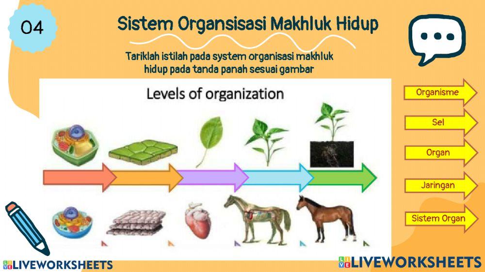 Evaluasi sistem organ