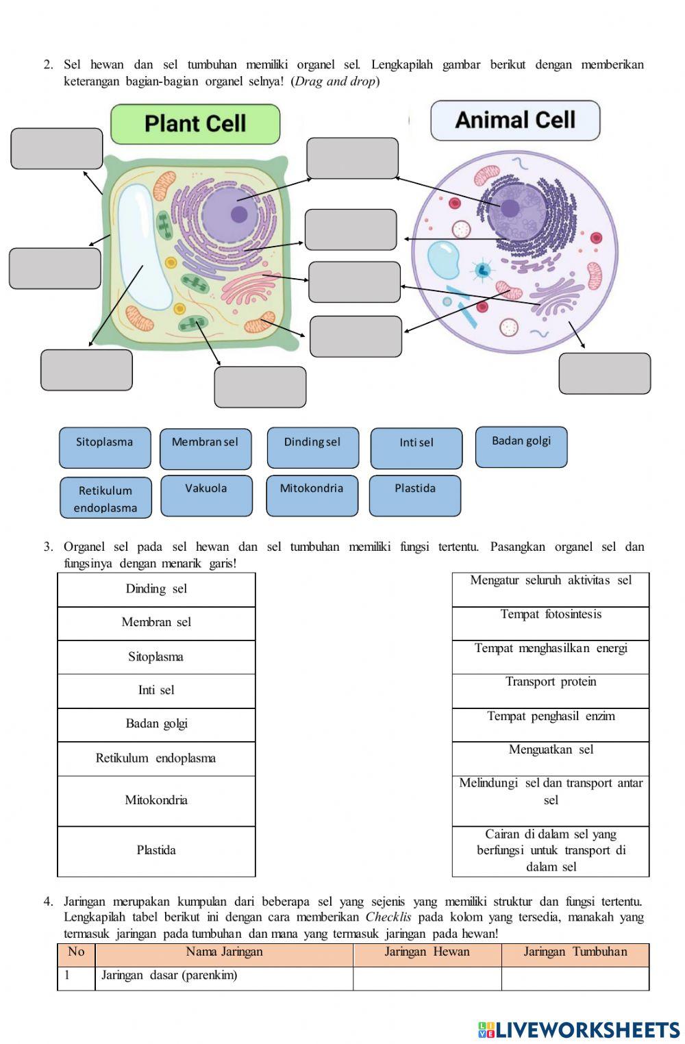 Organisasi Kehidupan
