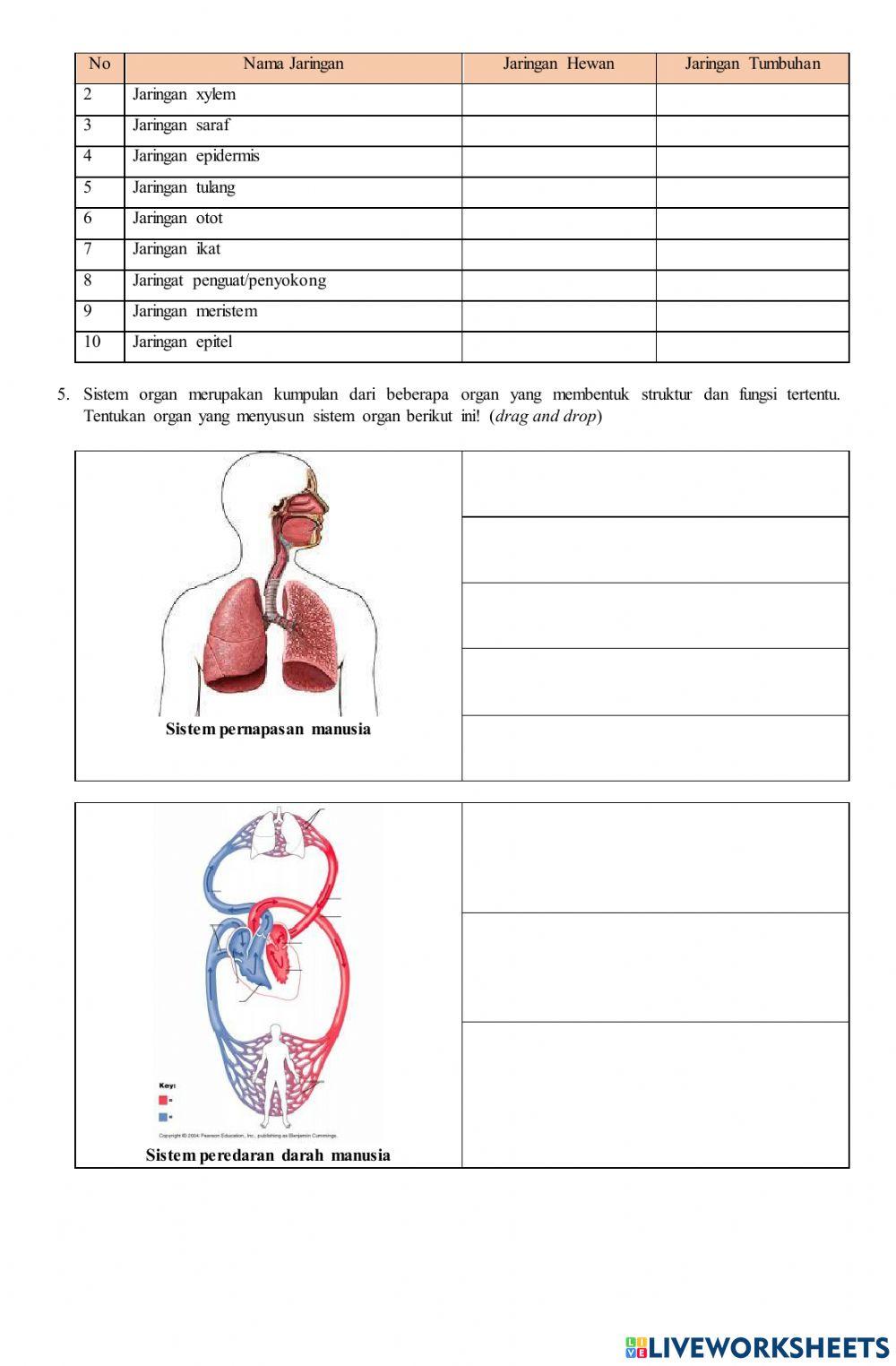 Organisasi Kehidupan