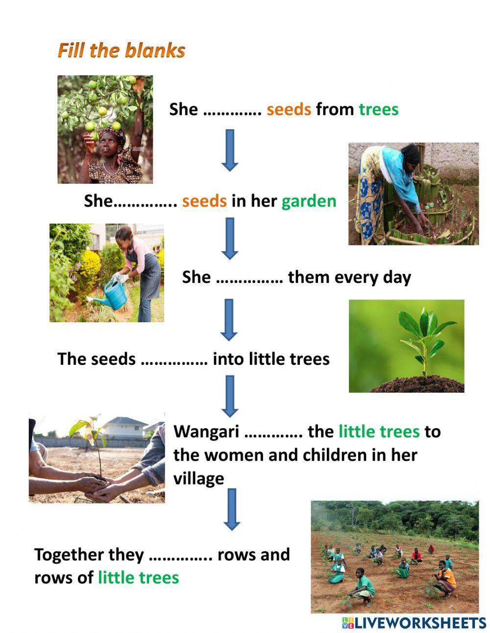 Planting tree (Wangari maathai)