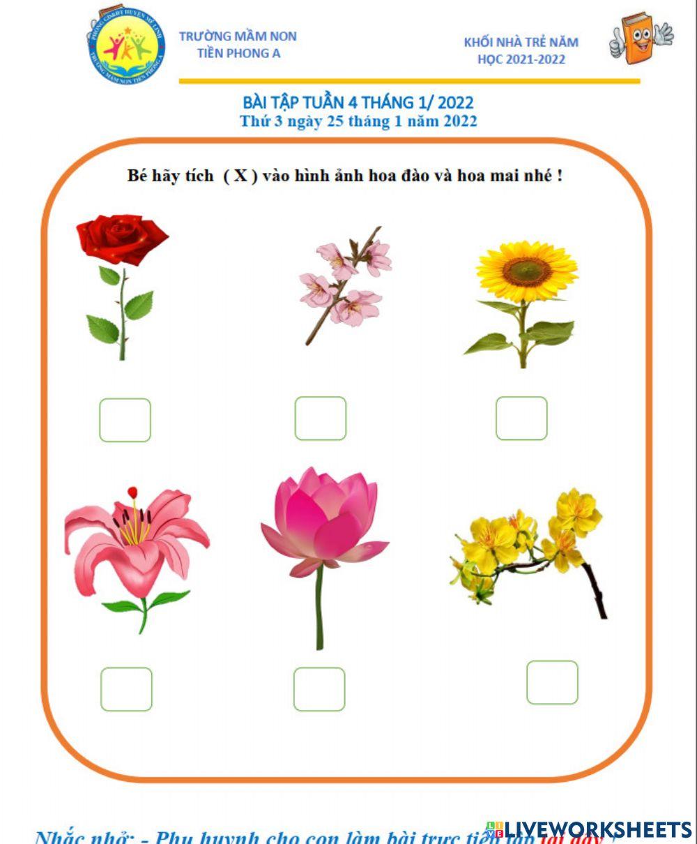 Bé hãy tích vào hình ảnh hoa đào và hoa mai nhé