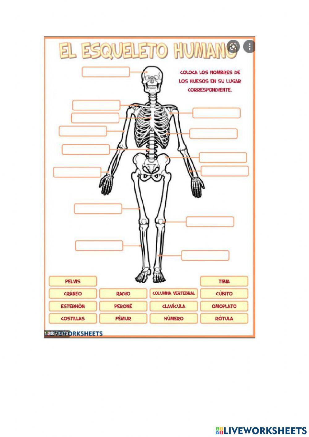 Huesos  y musculos