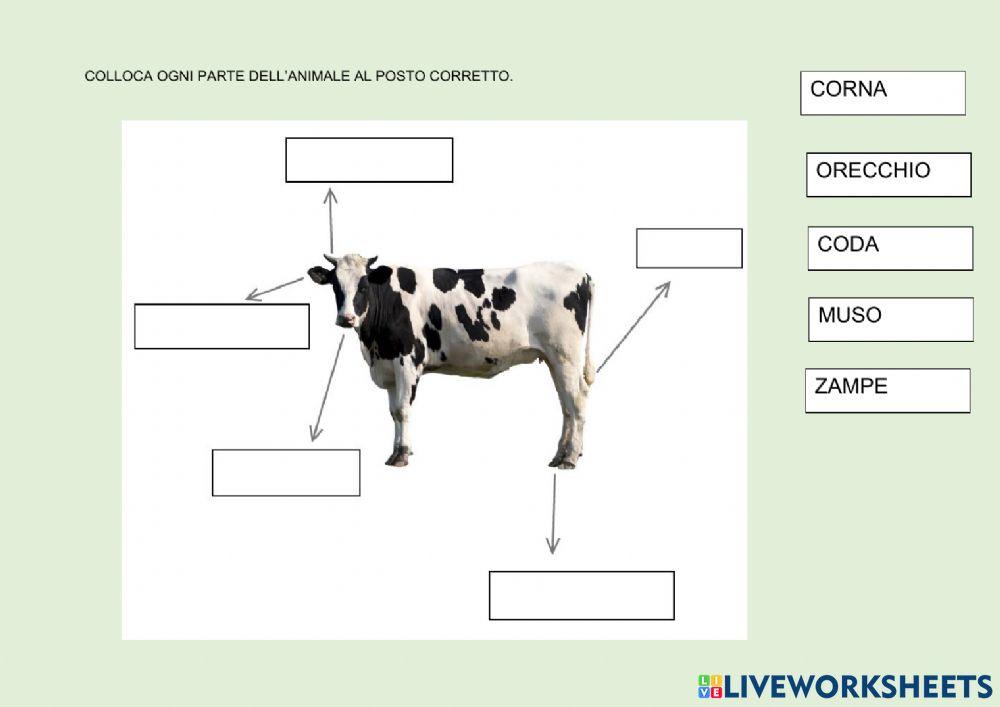 Parti dell'animale