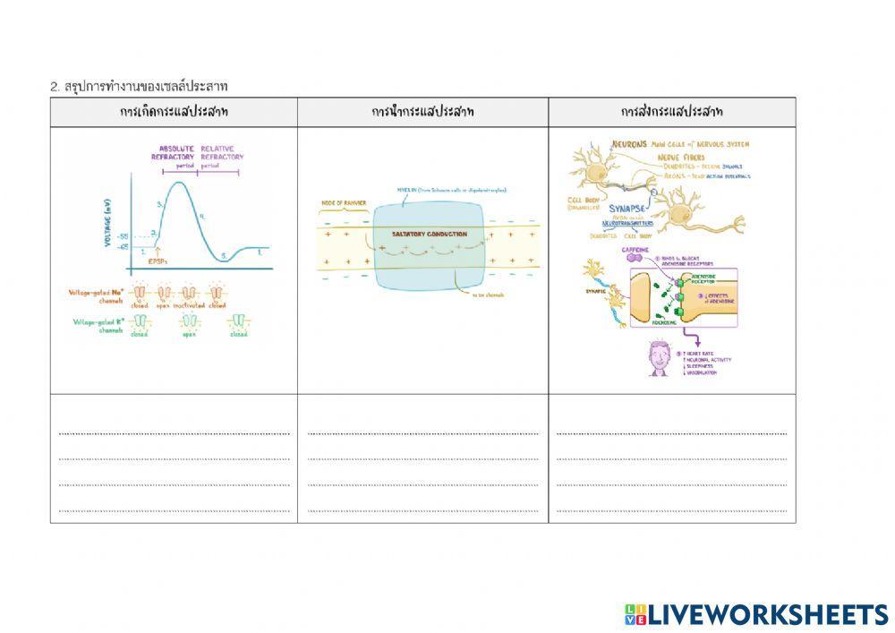 ใบงานสรุป เรื่อง การทำงานของเซลล์ประสาท