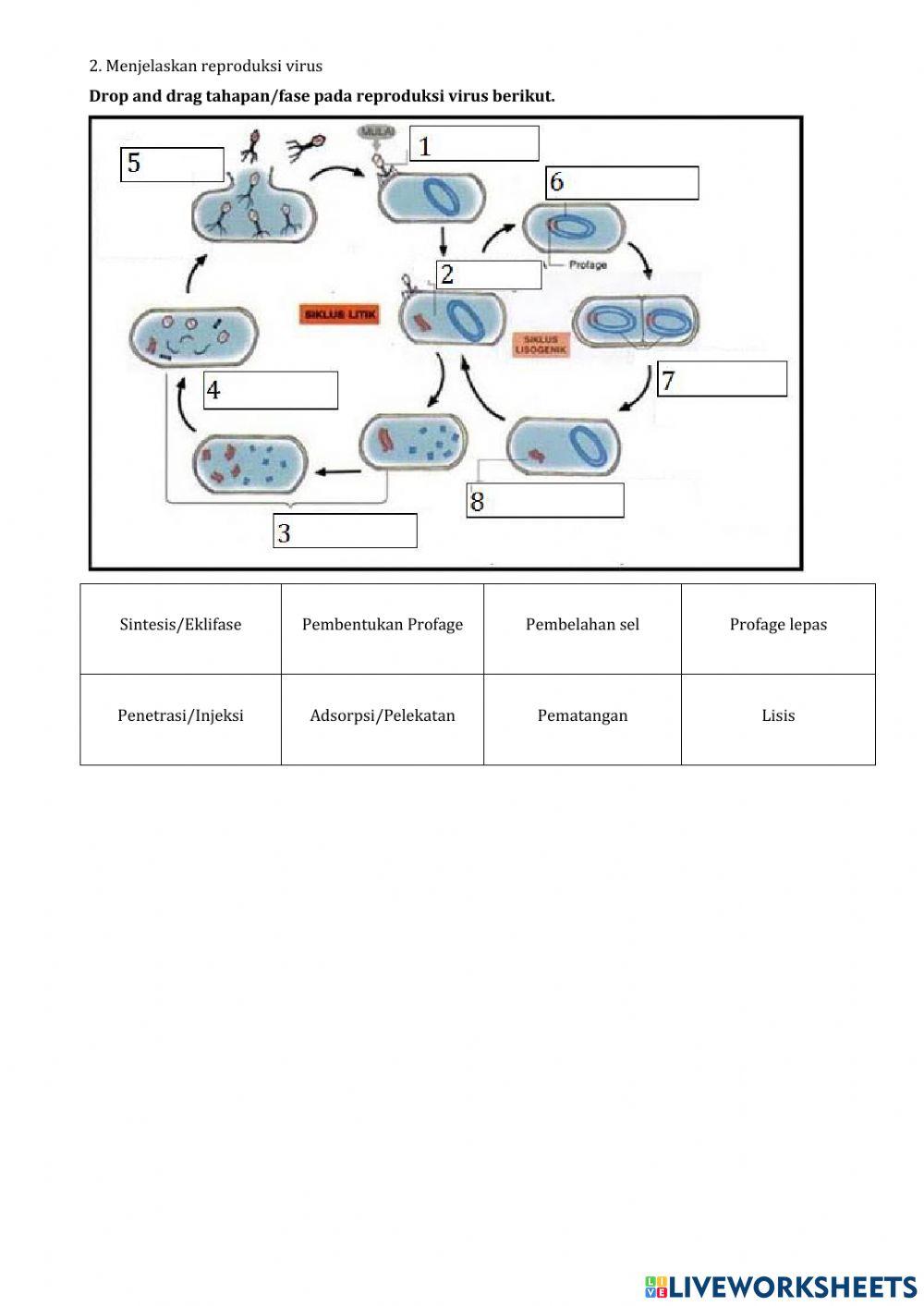 LKPD Reproduksi Virus