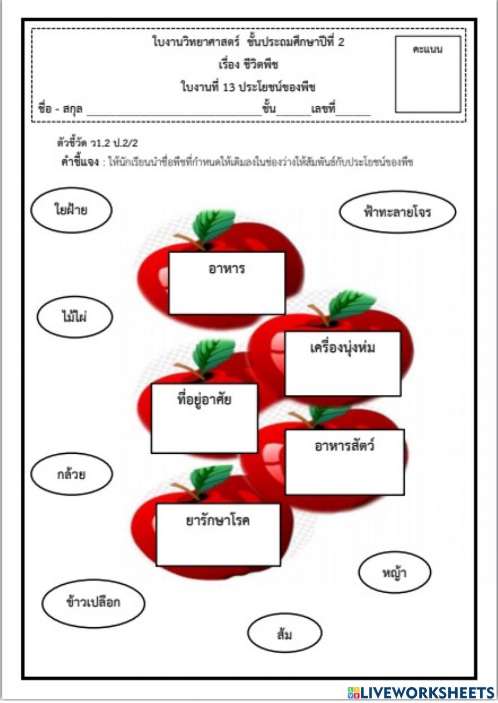 ใบงานวิทยาศาสตร์ ป.1