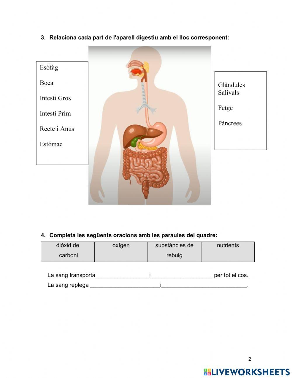 Aparells del cos humà