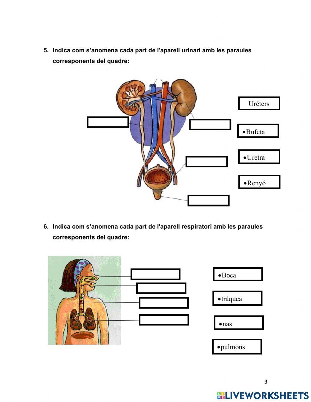Aparells del cos humà
