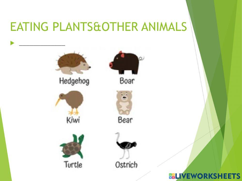 Vertebrates and invertebrates