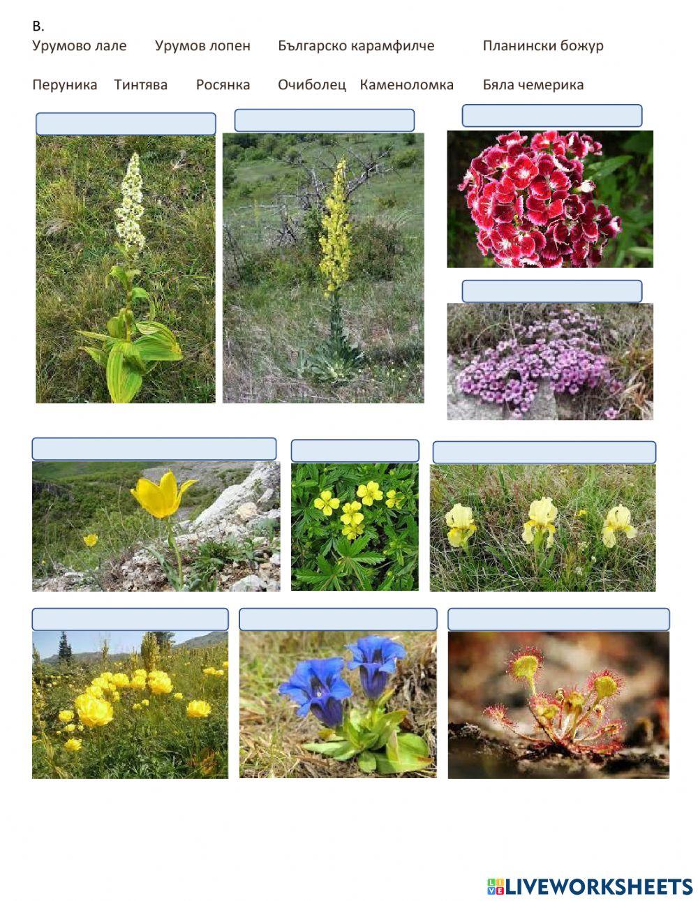 География - 6 клас - Краищенско-Средногорска област