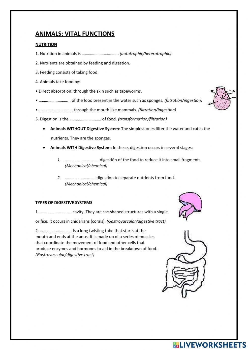 Vital function s animals