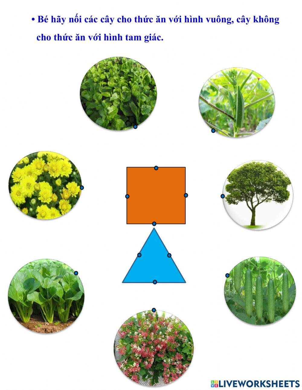 Cuốn MTXQ - Trang 18 - Lớp Mầm