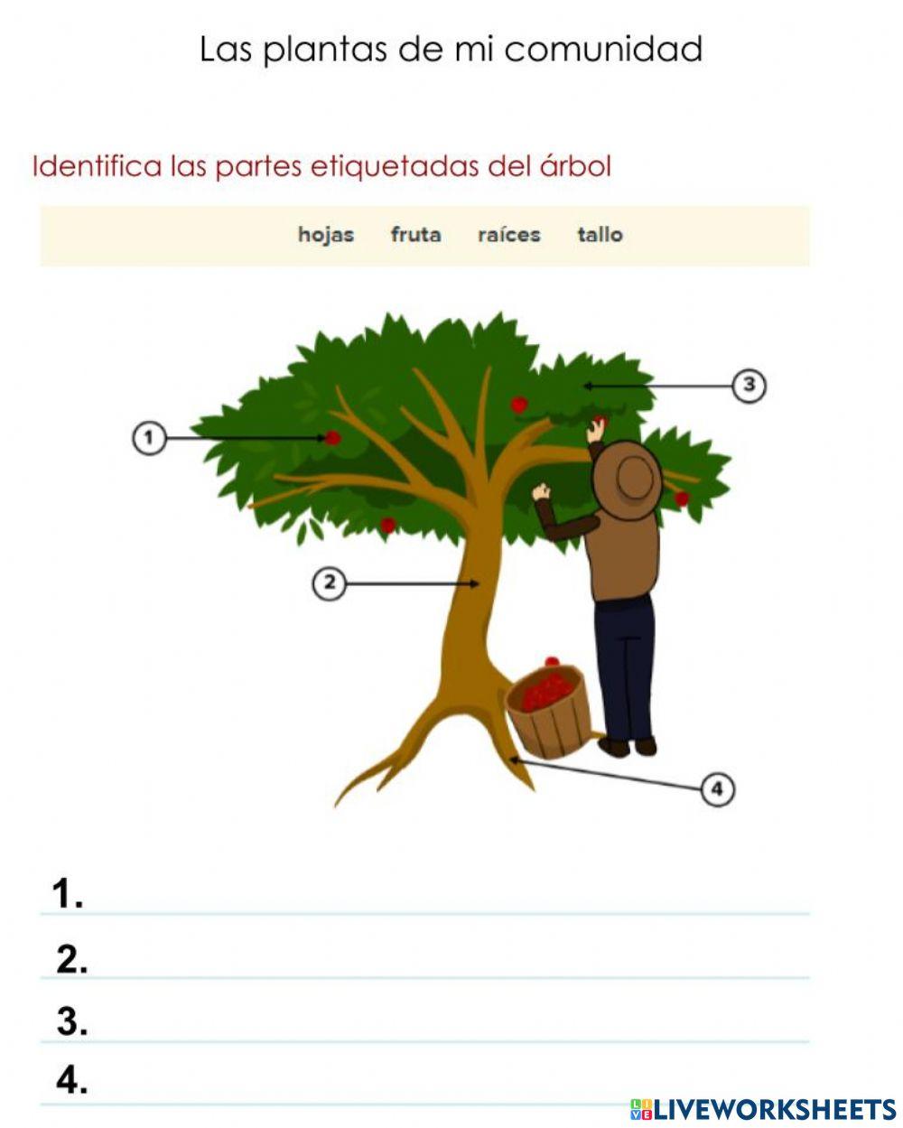 Las Plantas Online Exercise For Primaria 1 Live Worksheets Las Plantas Online Exercise For Primaria 1 Live Worksheets