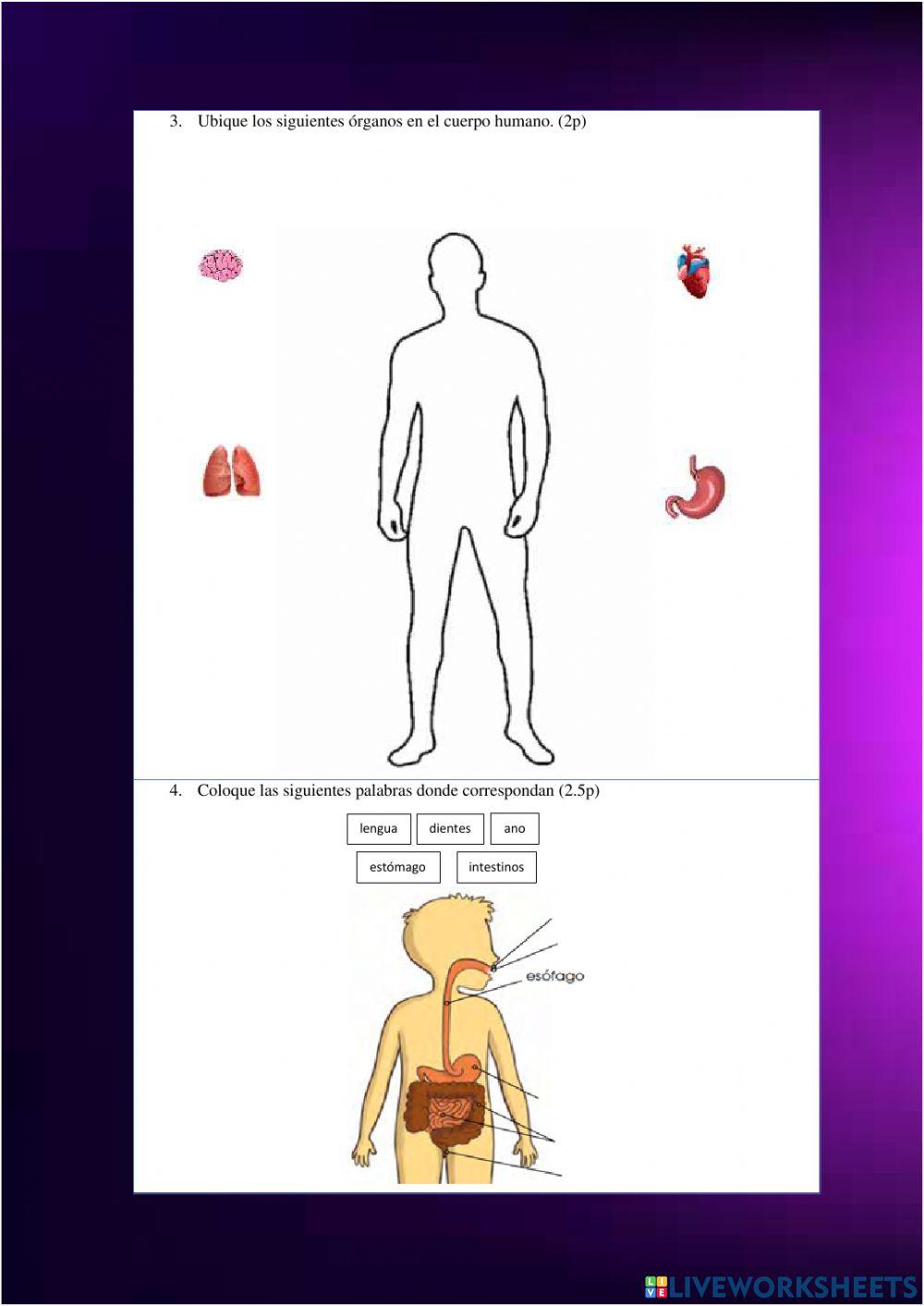 Examen quimestral ciencias naturales
