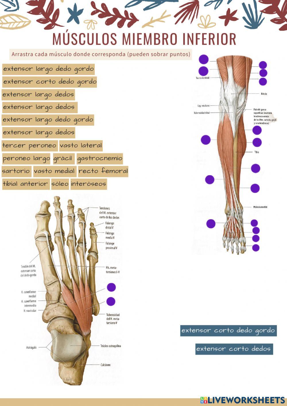 Músculos extremidad inferior 3