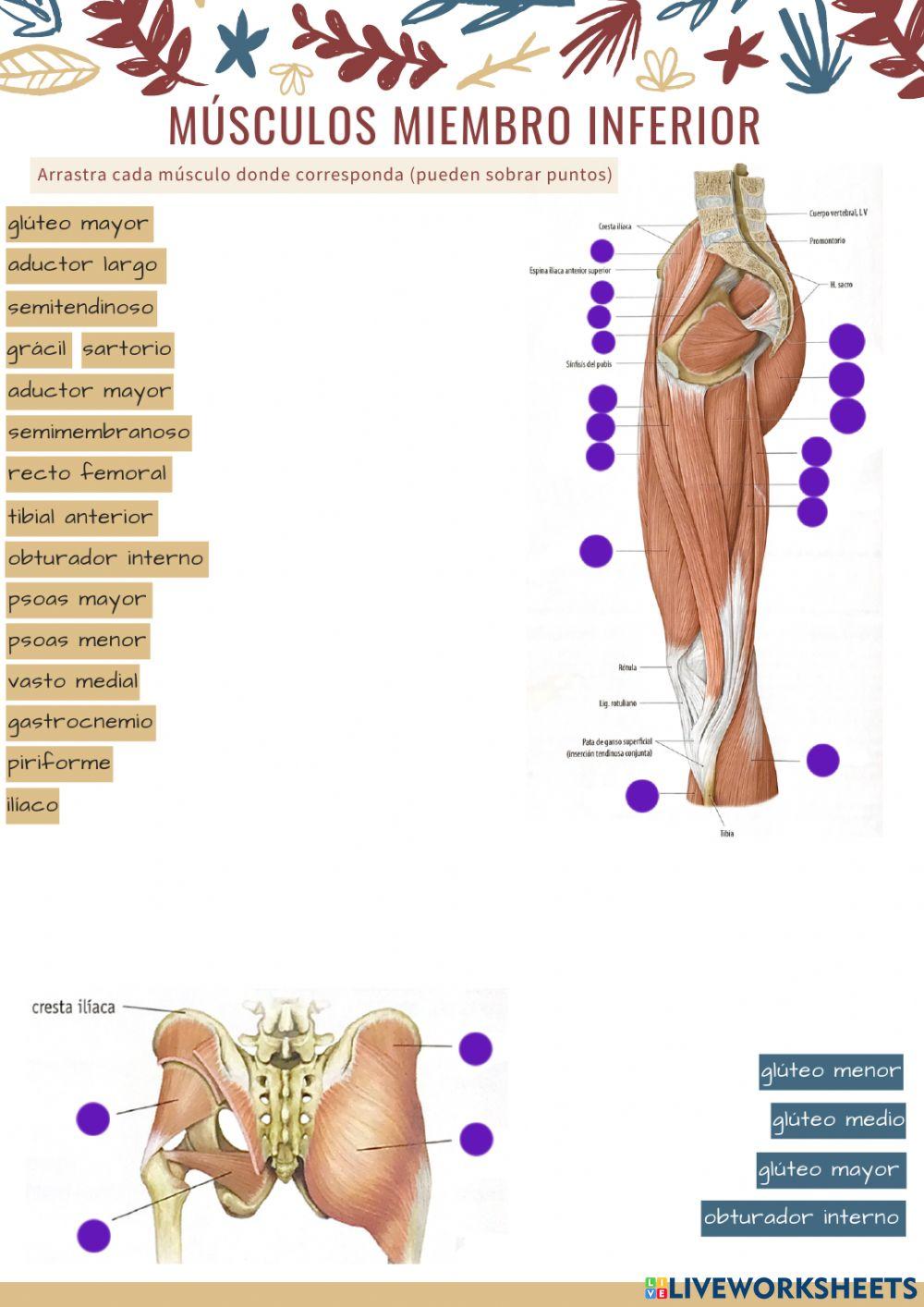 Músculos extremidad inferior 3