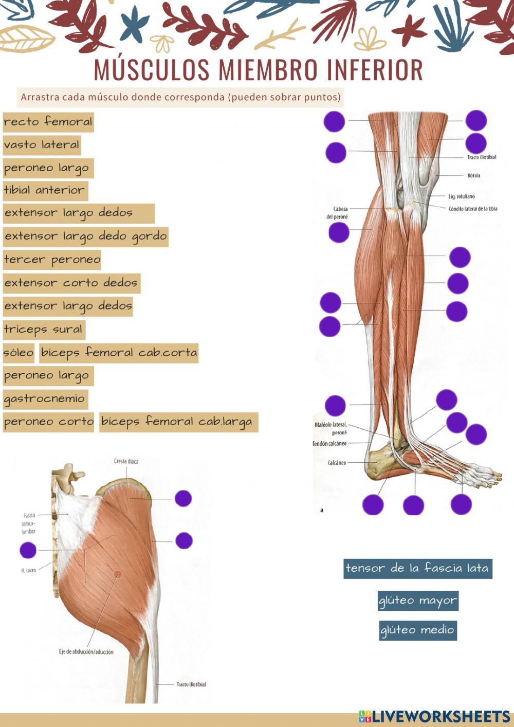 Músculos extremidad inferior 3