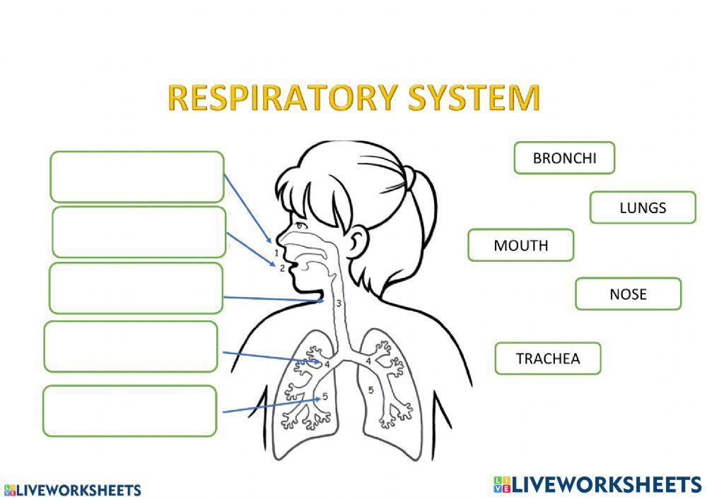 Respiratory system online pdf worksheet live worksheets