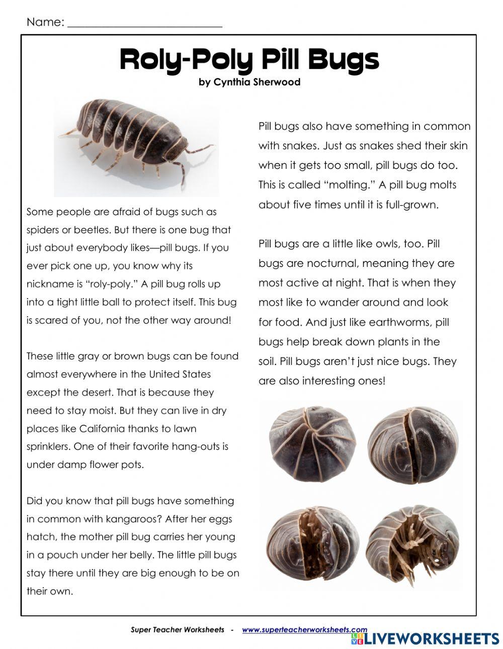 roly-poly-pill-bugs-online-exercise-for-live-worksheets