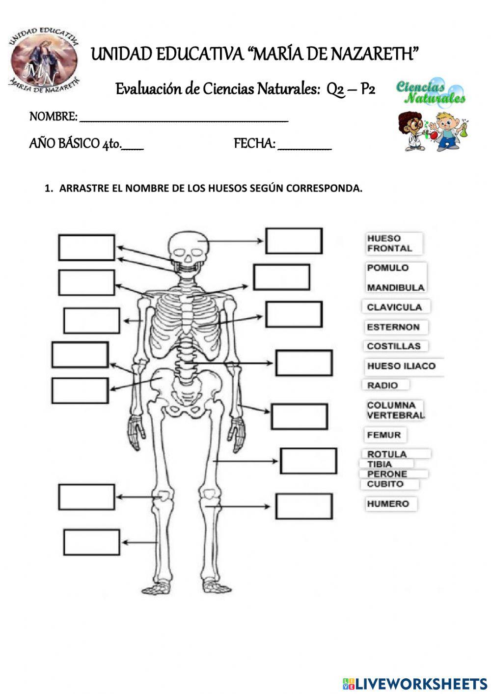 Evaluación ciencia 2p- 2q