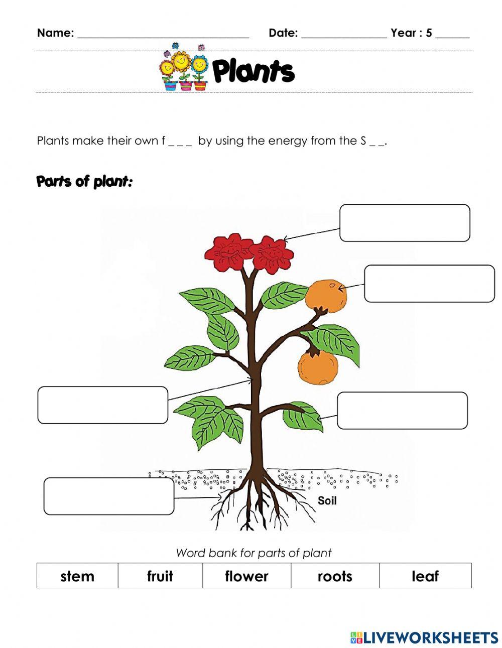 Plants and its functions.