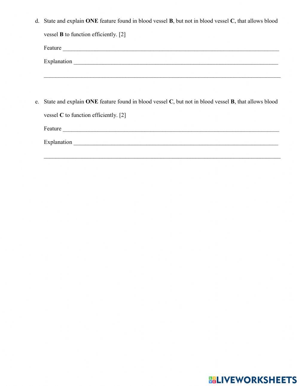 Blood Vessels Worksheet Blood Vessels Worksheet