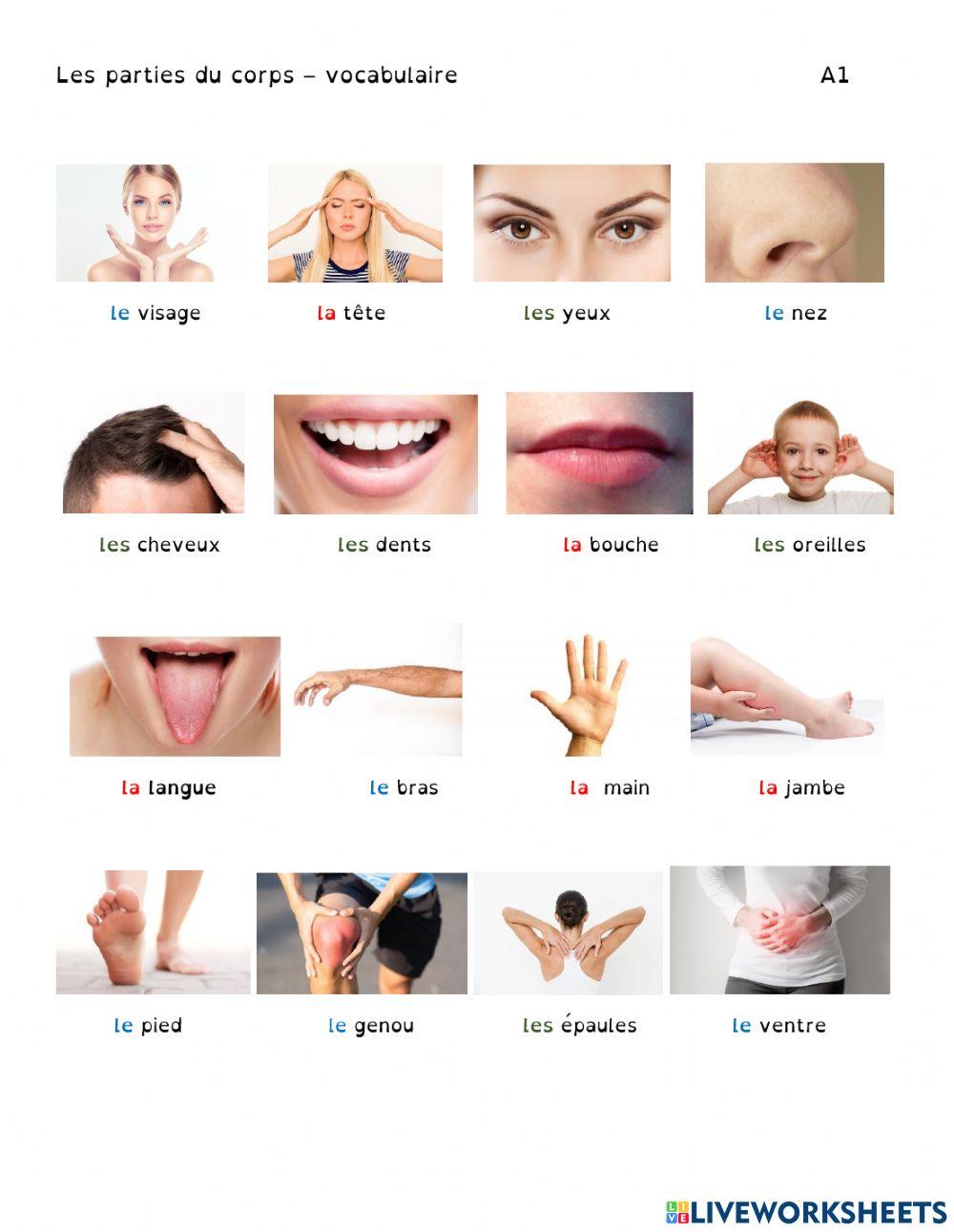 Parties du corps - Vocabulaire