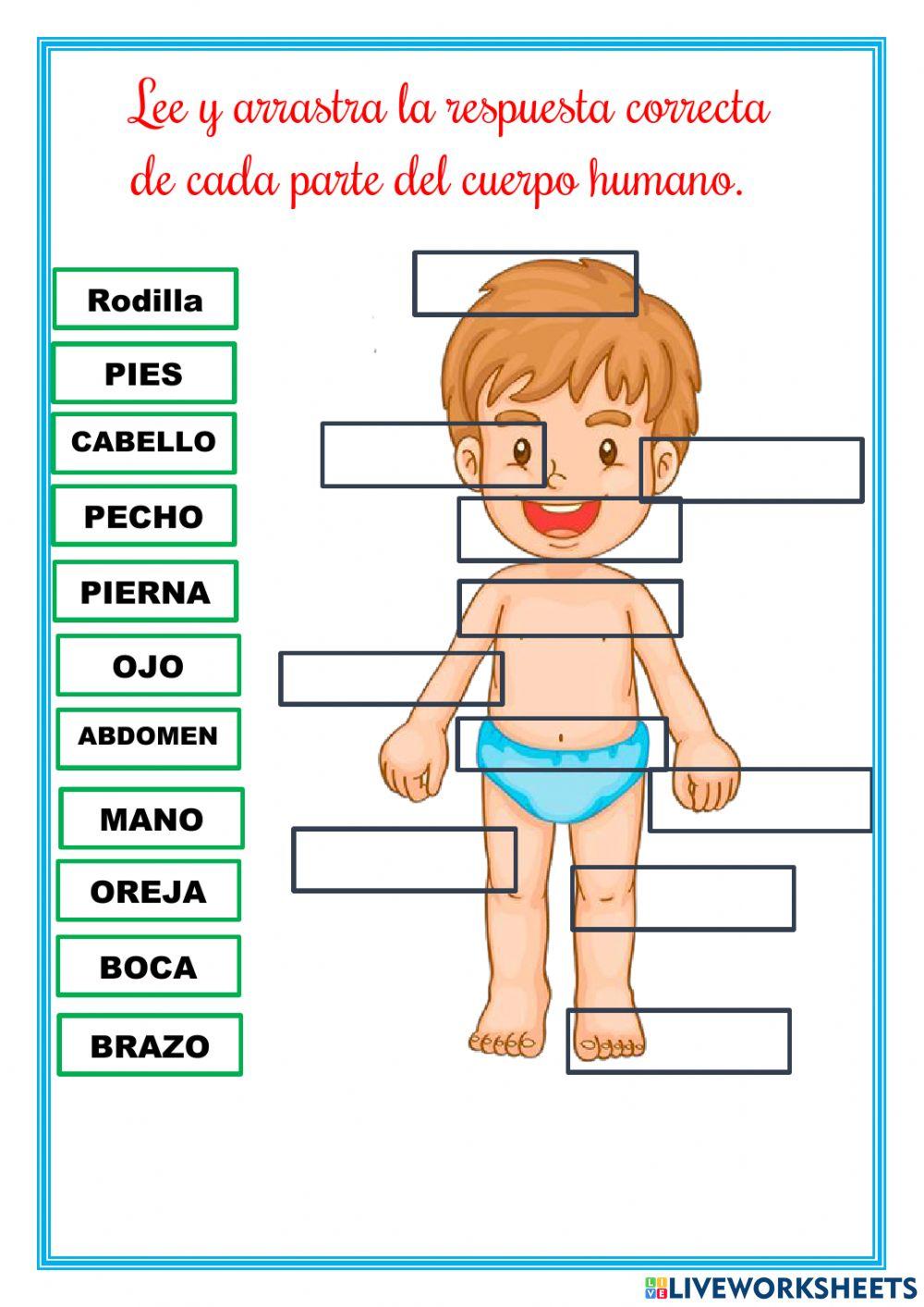 Partes del cuerpo humano 1827013 MAYRABONOSO Live