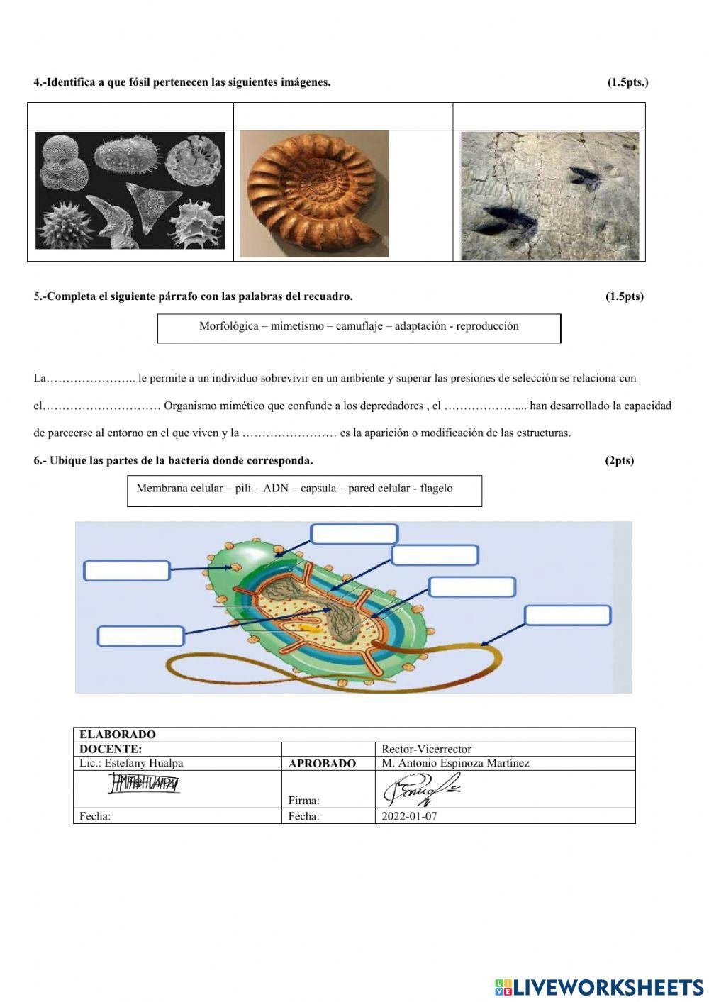 Evaluacion quimestral de ccnn