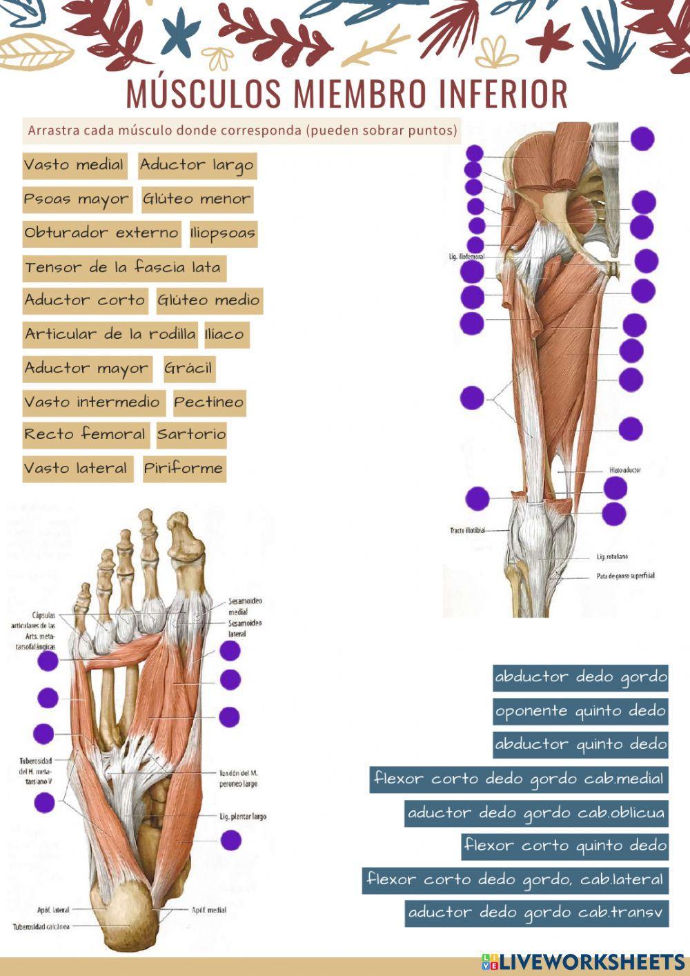 Músculos miembro inferior 1