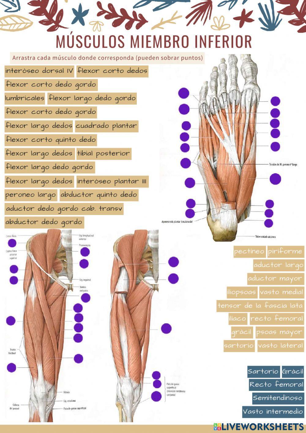 Músculos Muslo Latarjet | PDF | Rodilla | Articulaciones, image size:1000x1414