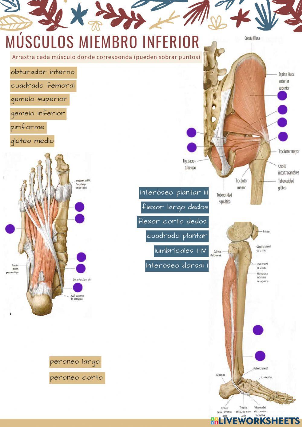 Músculos miembro inferior 1