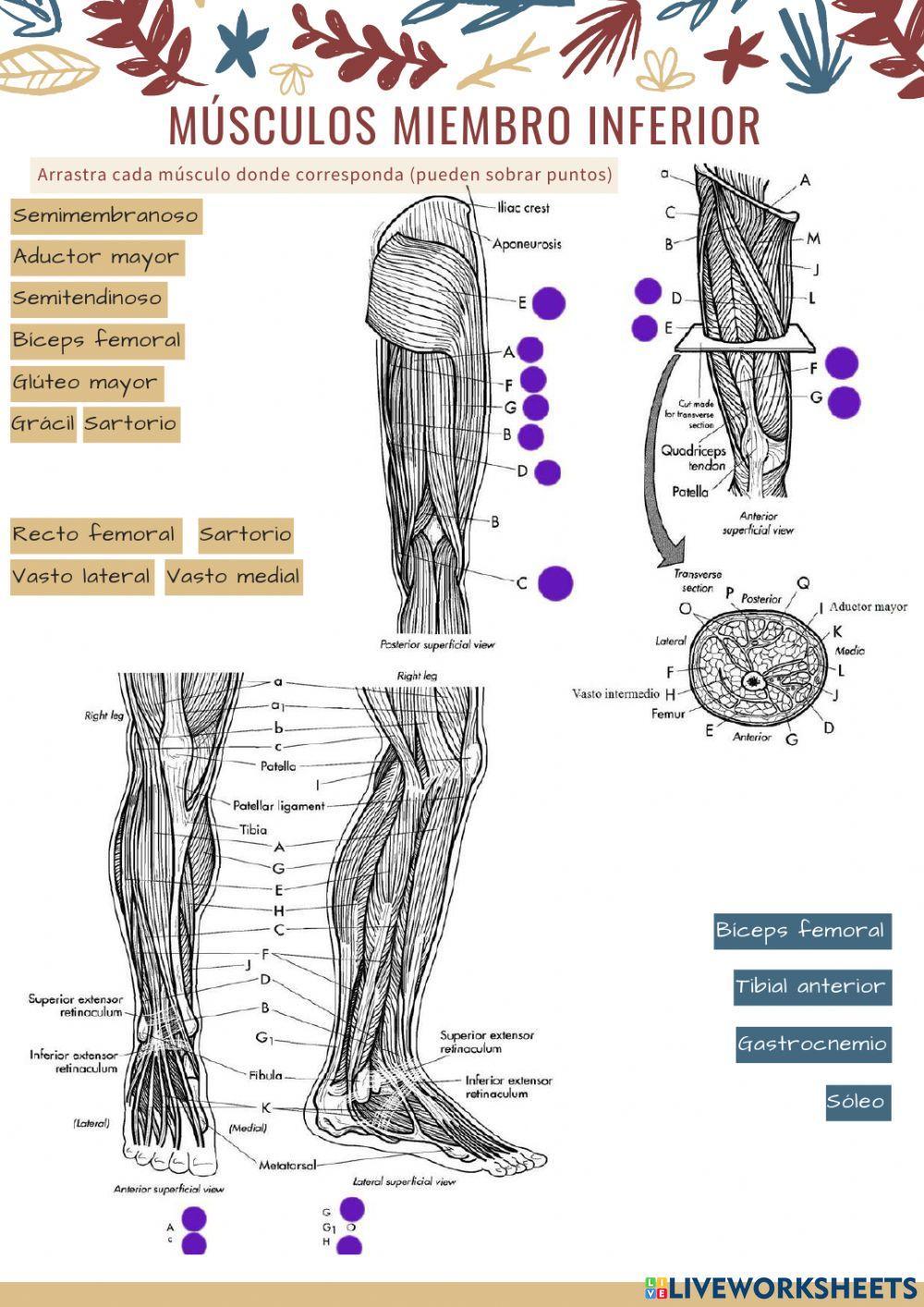 Músculos miembro inferior 1