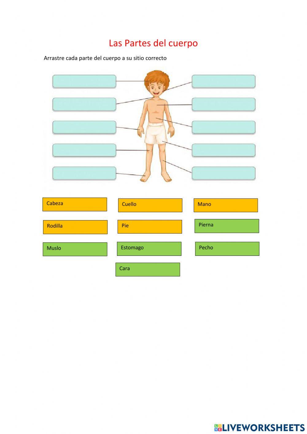 Las partes del cuerpo online pdf worksheet Live Worksheets