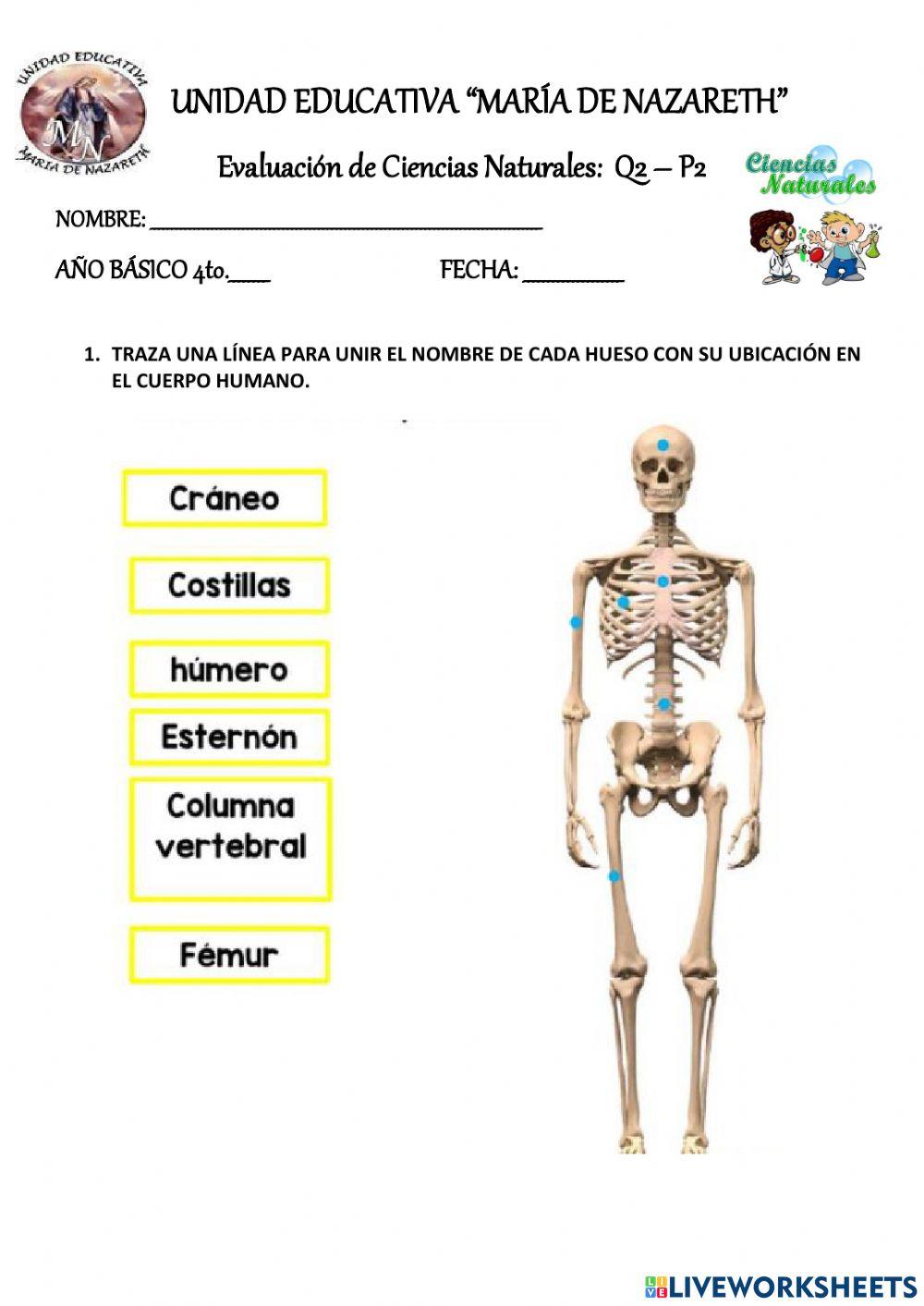EVALUACIÓN CIENCIAS N. q2: p2