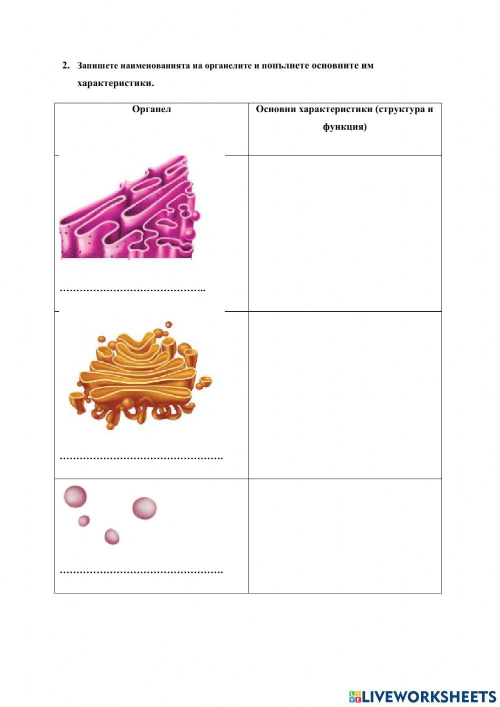 Строеж на клетката -1 worksheet | Live Worksheets