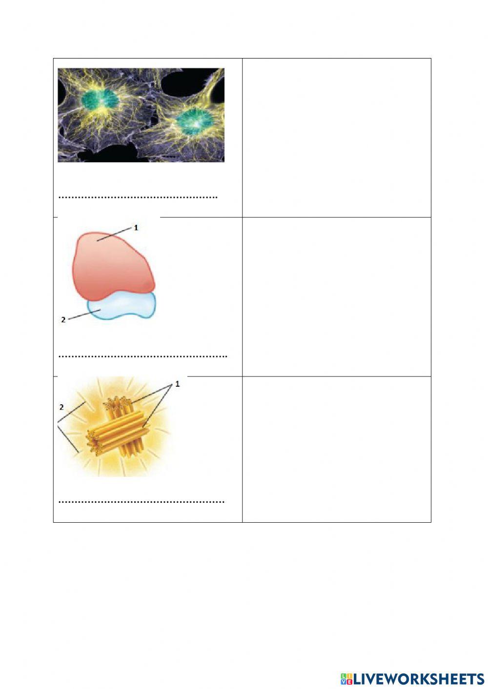 Строеж на клетката -1