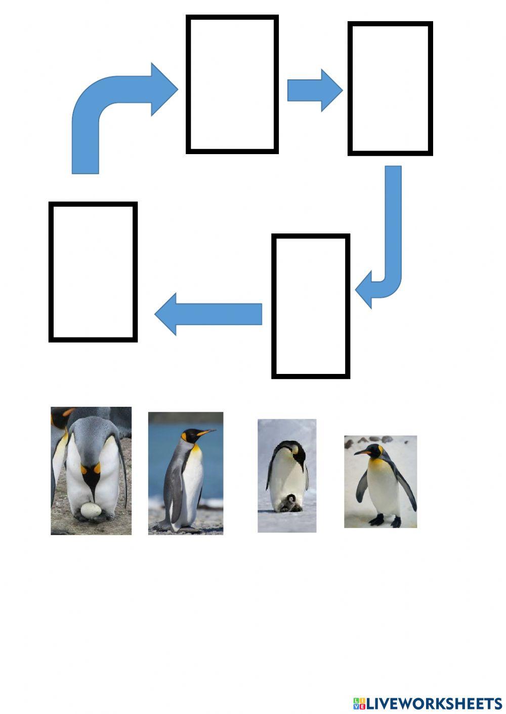 Cicle vital pingüí