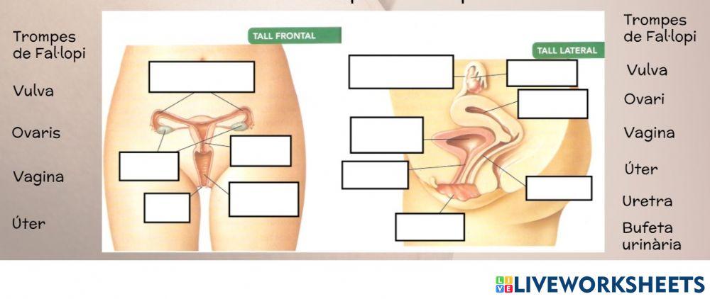 Aparell reproductor femení