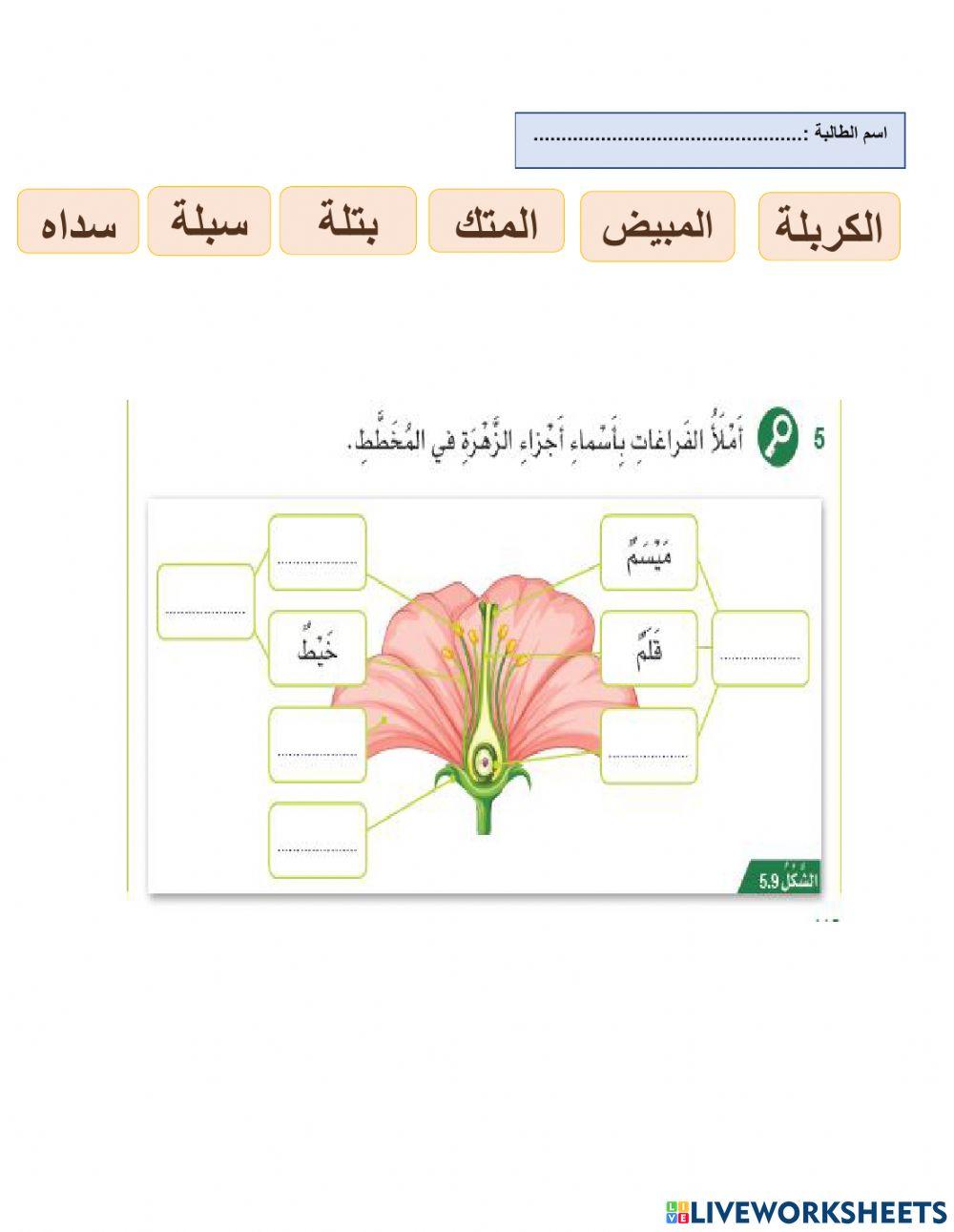 اجزاء الزهرة