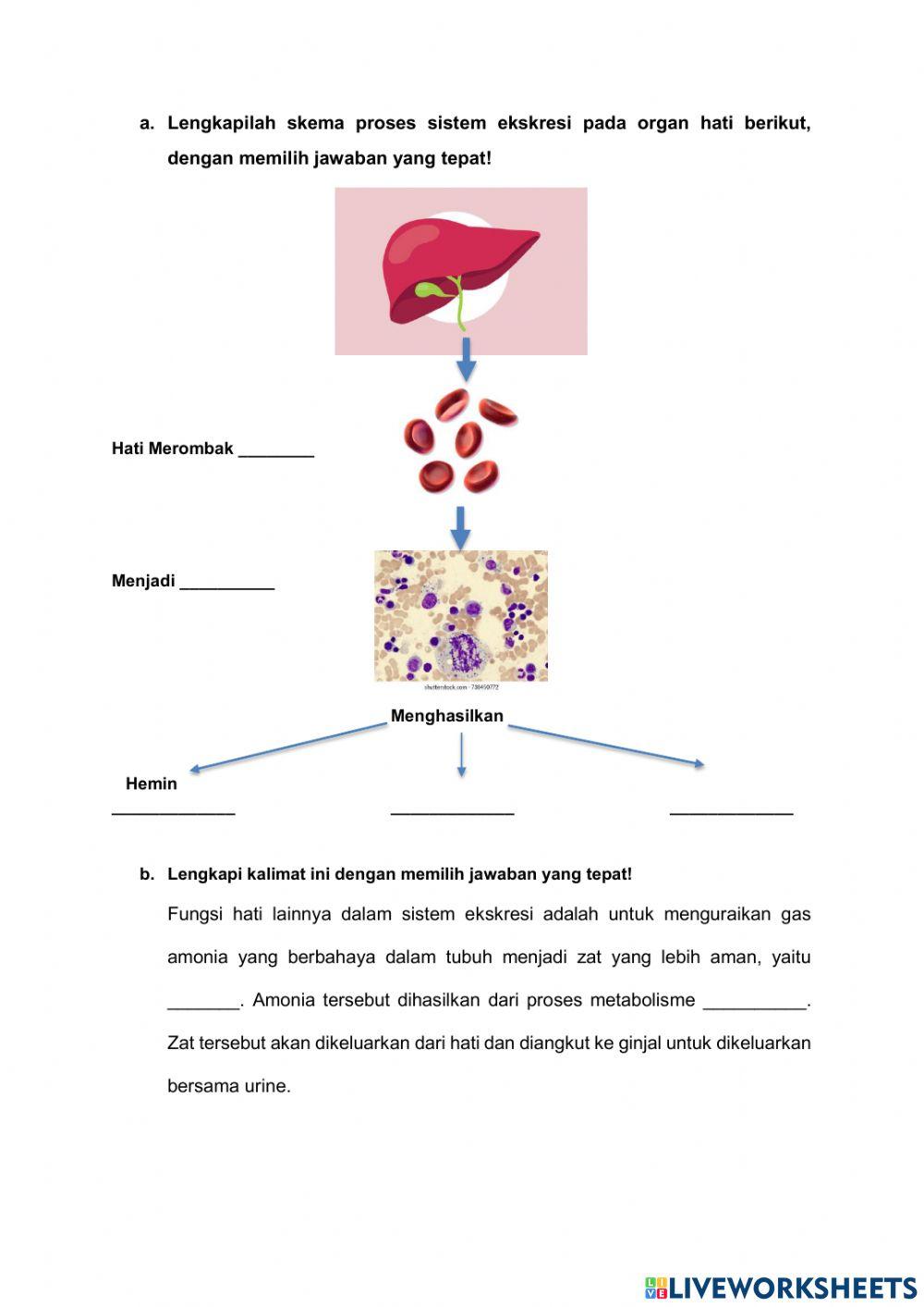 Lkpd sistem ekskresi (part 1)
