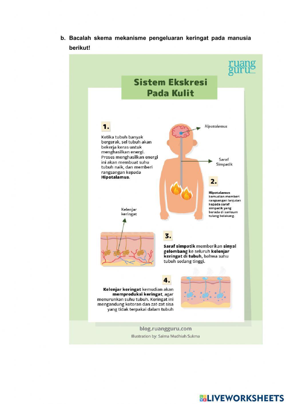 Lkpd sistem ekskresi (part 1)
