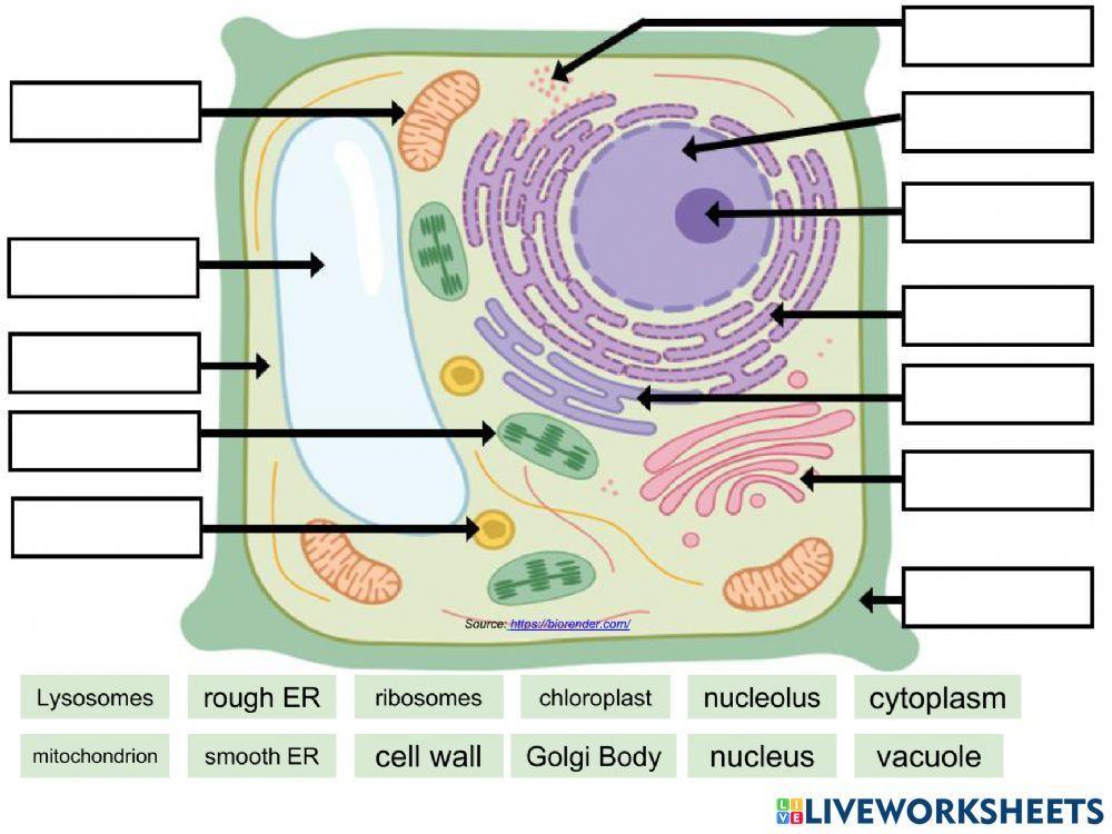 Cell Organelles Labeling worksheet | Live Worksheets