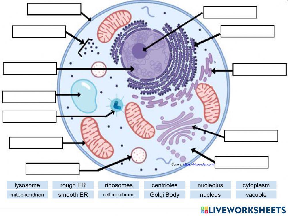 Cell Organelles… Free Interactive Worksheets 1829369