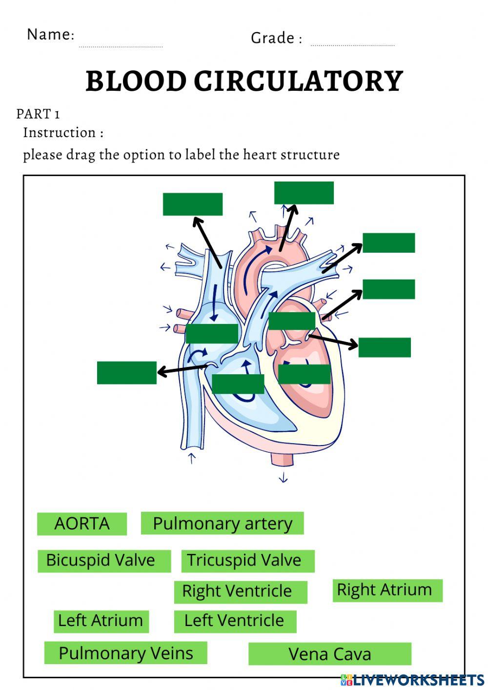 Blood circulatory