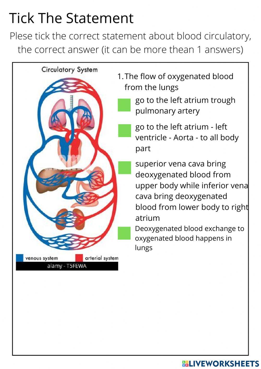 Blood circulatory