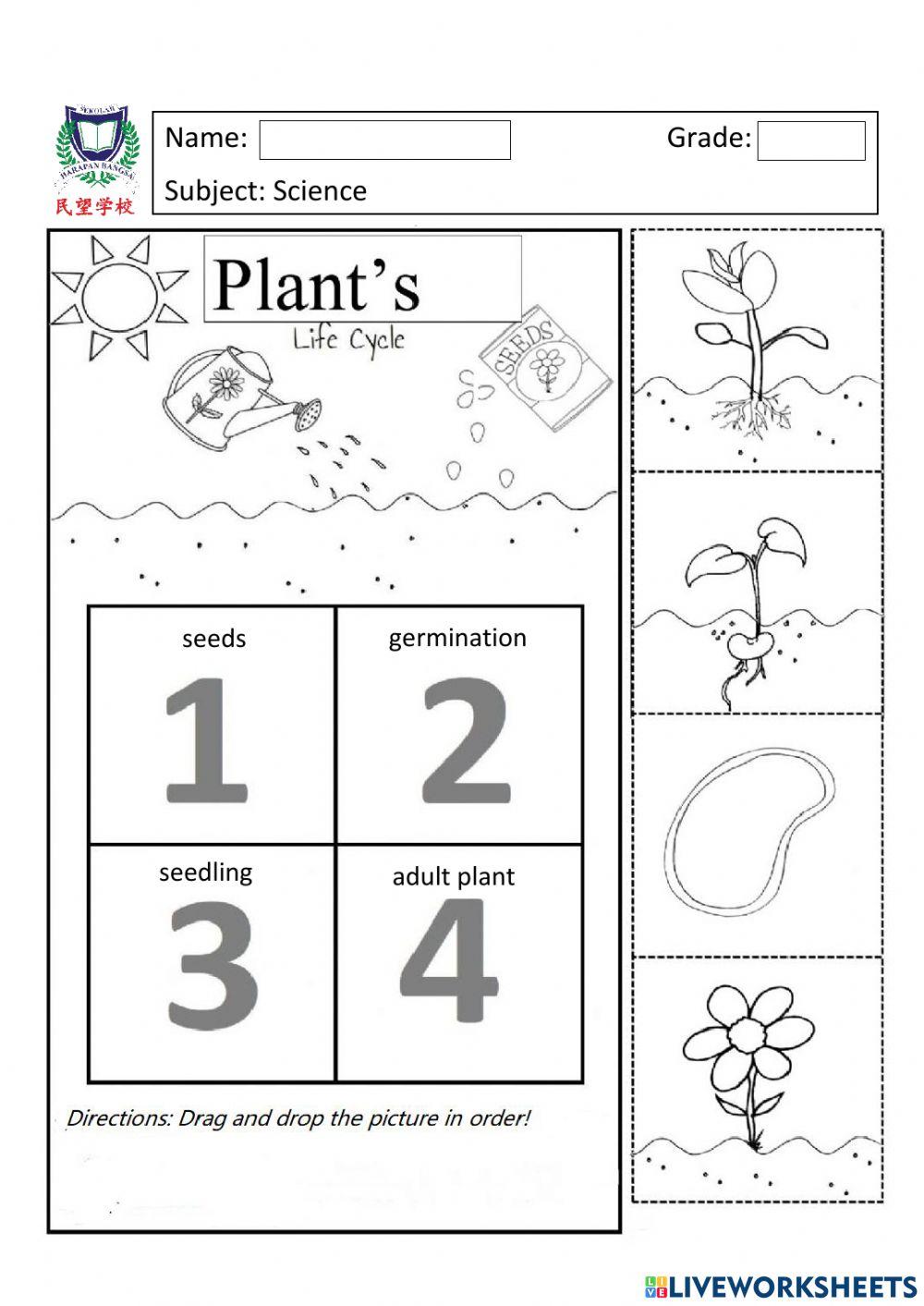 Plants Life Cycle