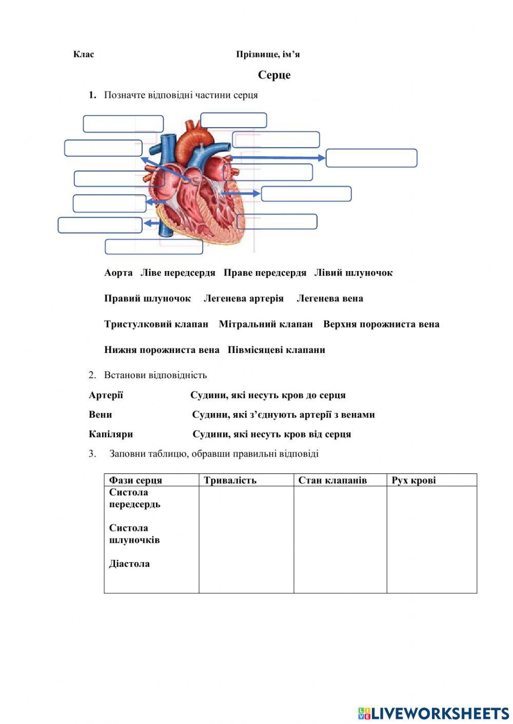 Будова серця